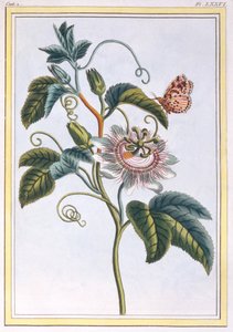 La Grenadille أو Le Maracot (Blue Passion Flower) ، c.1766 (النقش اليدوي)